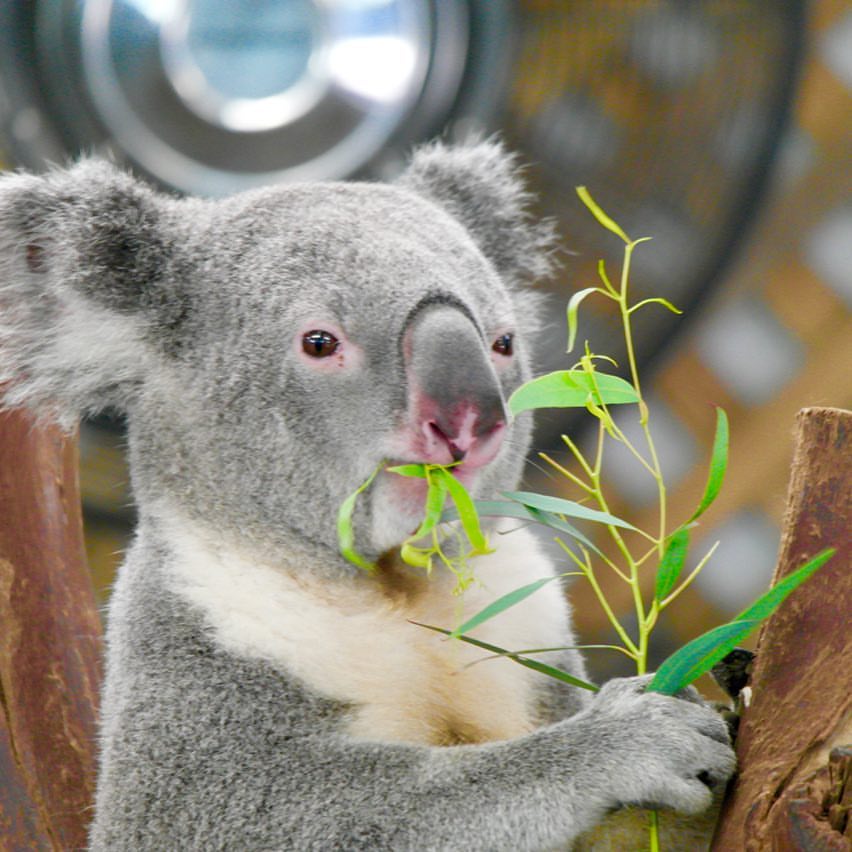 Koala