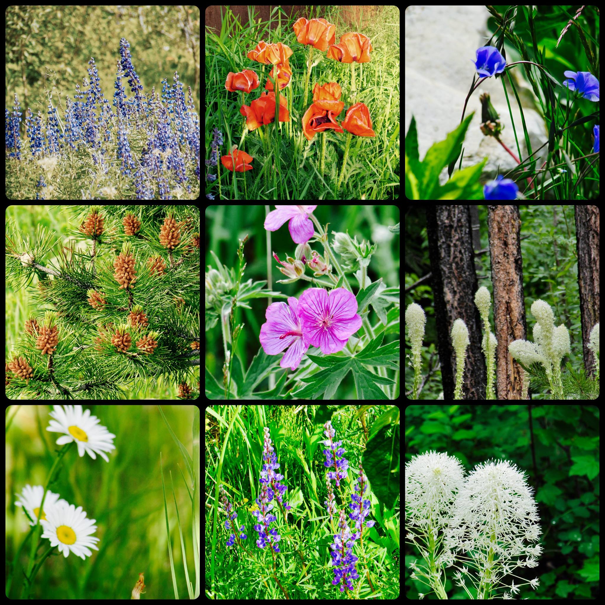 Wild Flowers